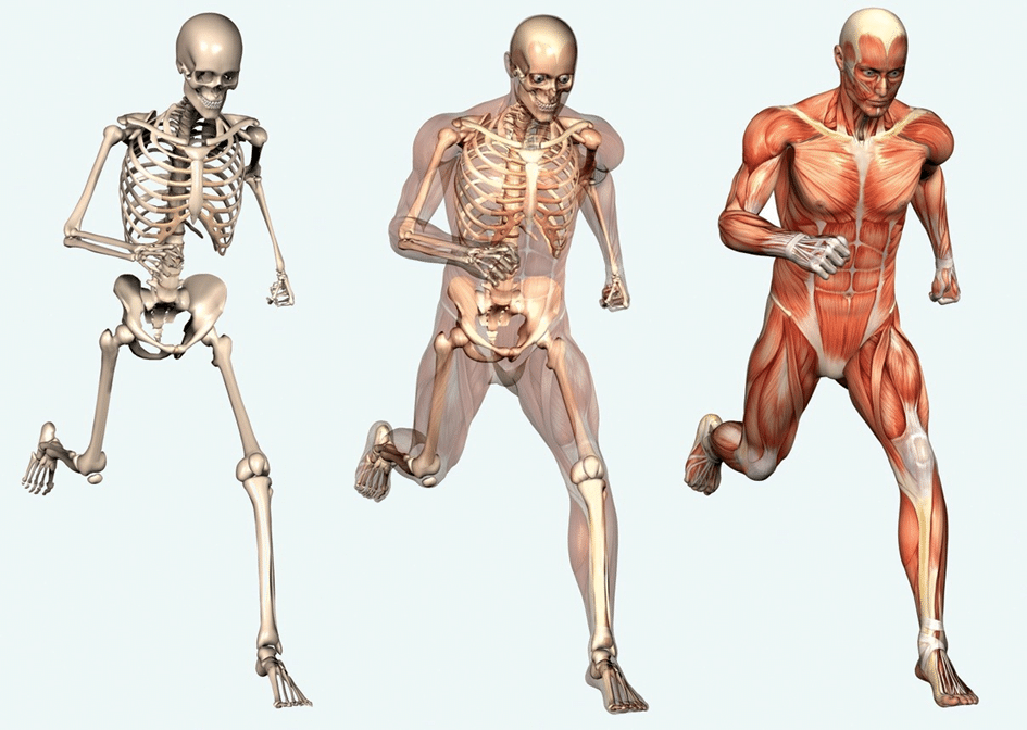 Planche d'anatomie utilisée en ostéopathie